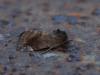 360447 – Photo : Georges Vermelle – France (62)